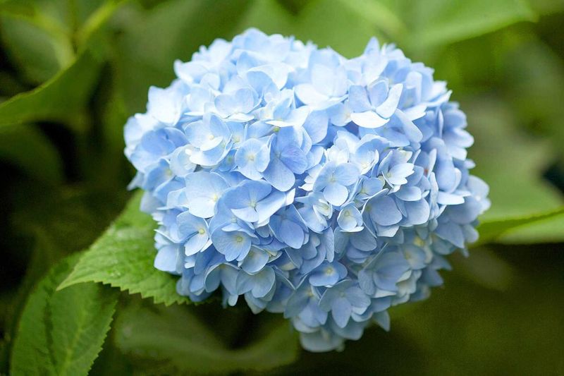 Hydrangea