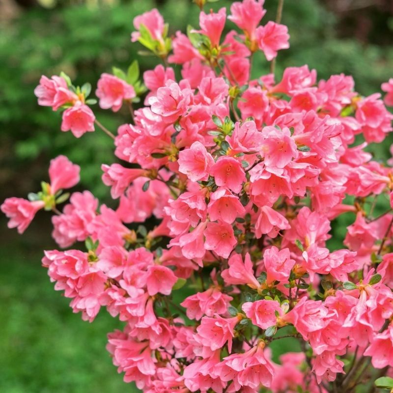Azalea 'Coral Bells'