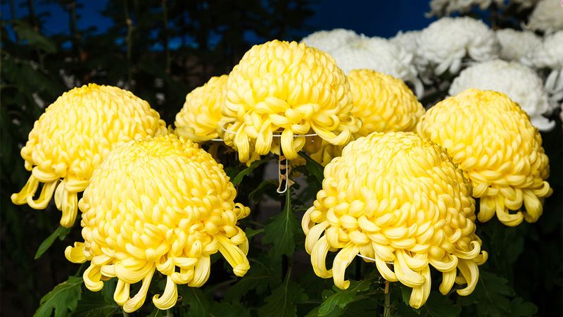 Chrysanthemum
