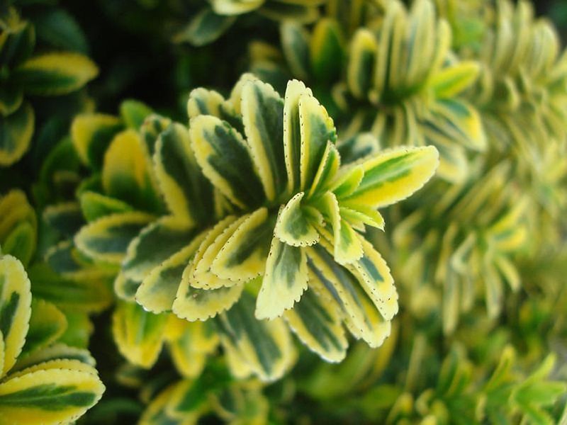 Boxleaf Euonymus