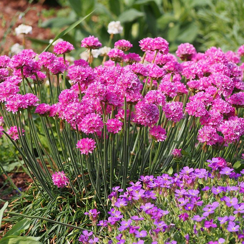 Armeria