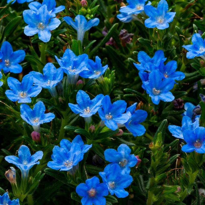 Lithodora