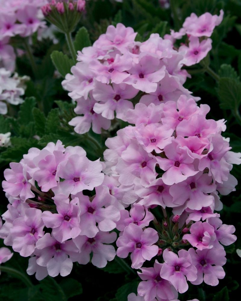 Verbena 'Pink Parfait'