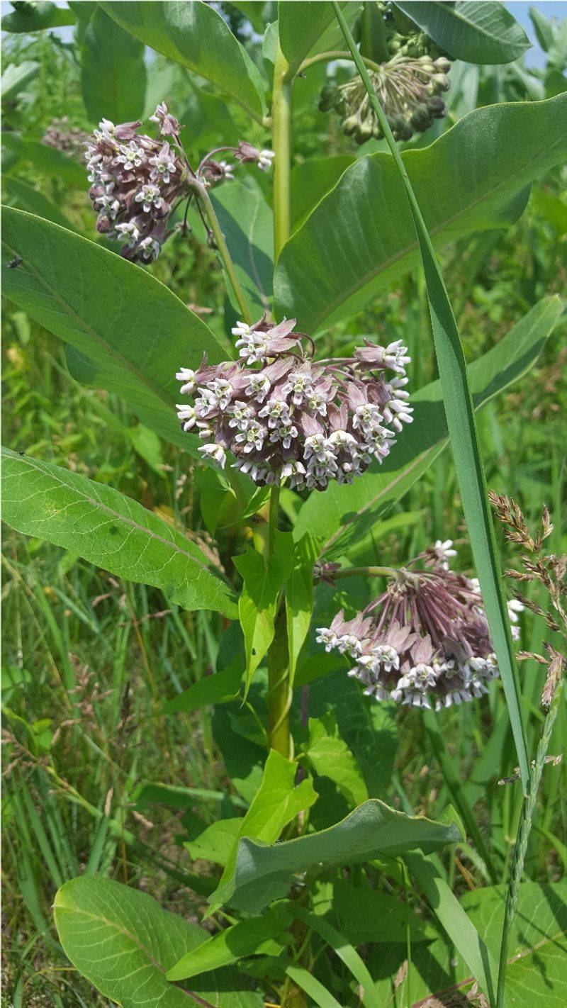 Messy in Appearance After Bloom