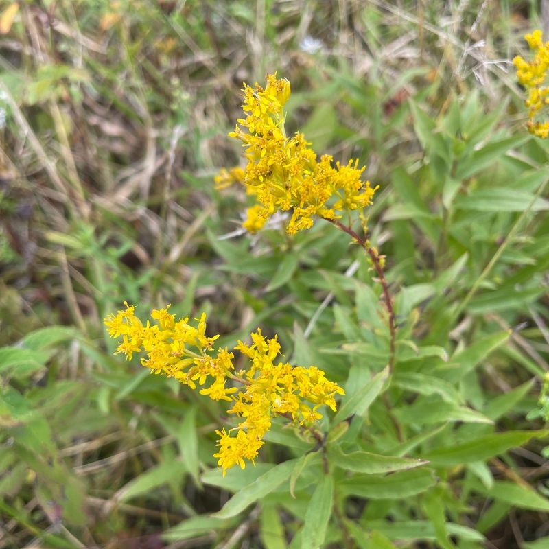 Short’s Goldenrod (Solidago shortii)