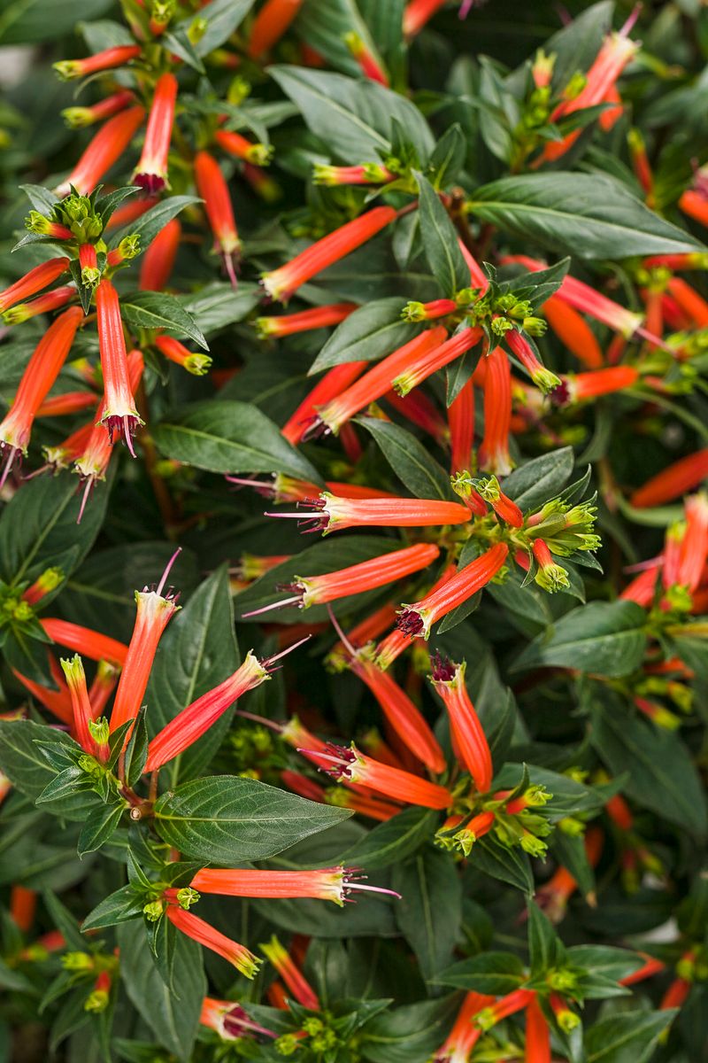 Firecracker Plant