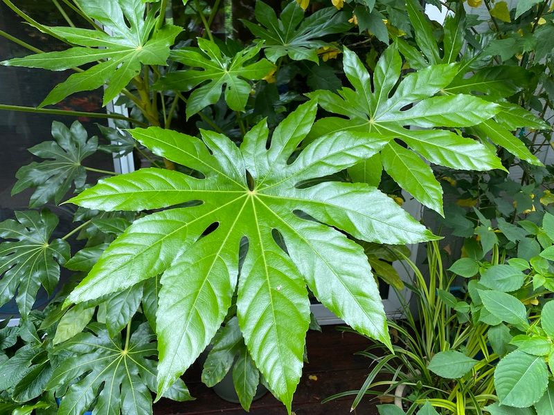 Fatsia Japonica