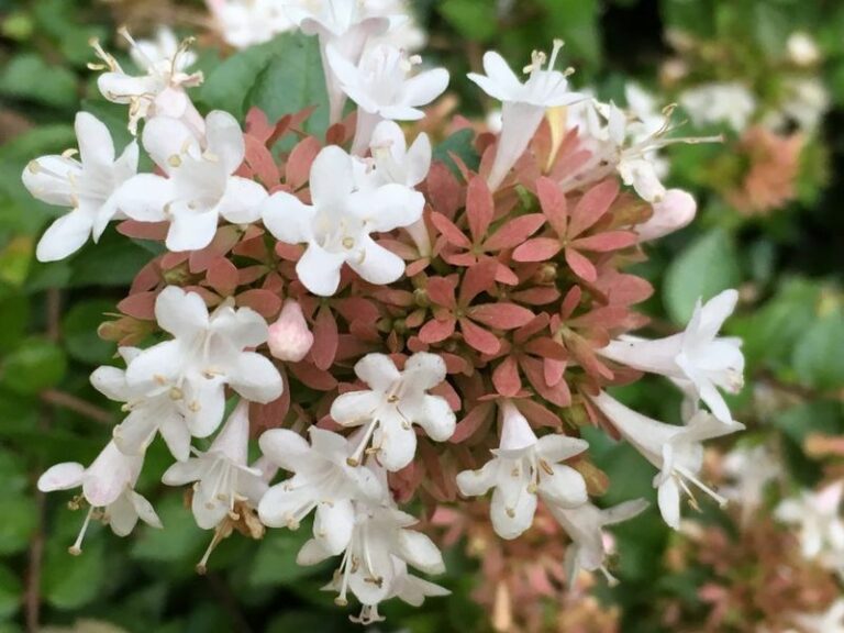 16 Stunning Abelia Varieties That’ll Add Color to Your Yard for Months ...