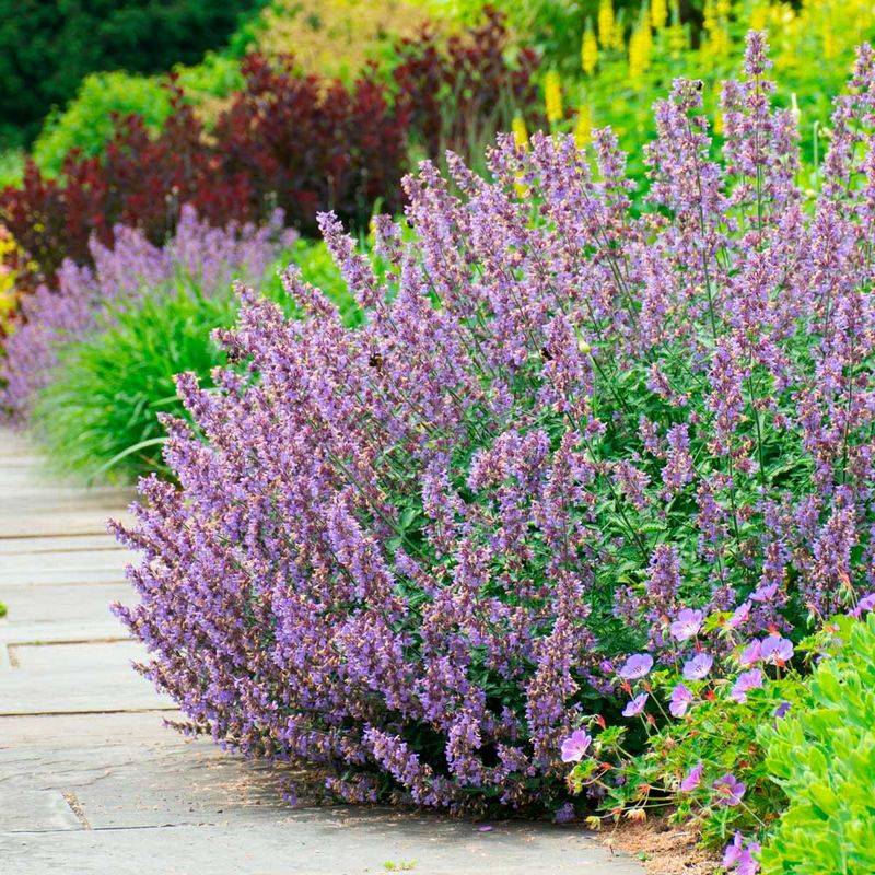 Catmint (Nepeta)