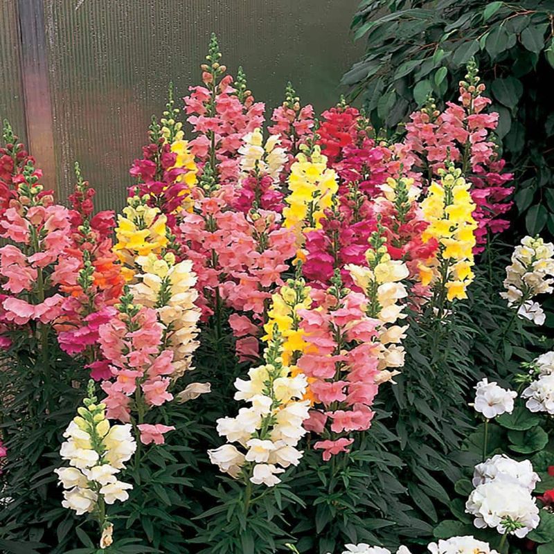 Trailing Snapdragon