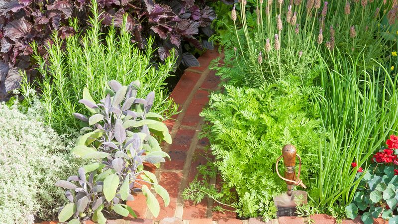 Aromatic Herb Borders