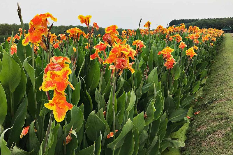 Canna Lily