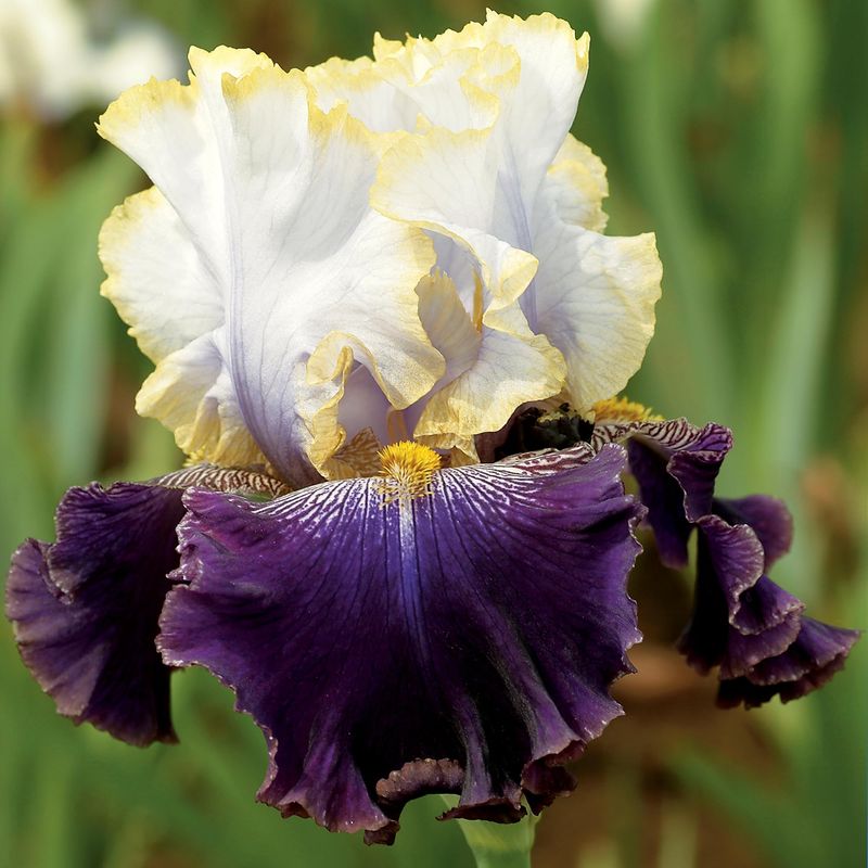 Tall Bearded Iris