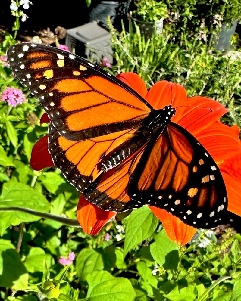 Mexican Sunflower (Tithonia)