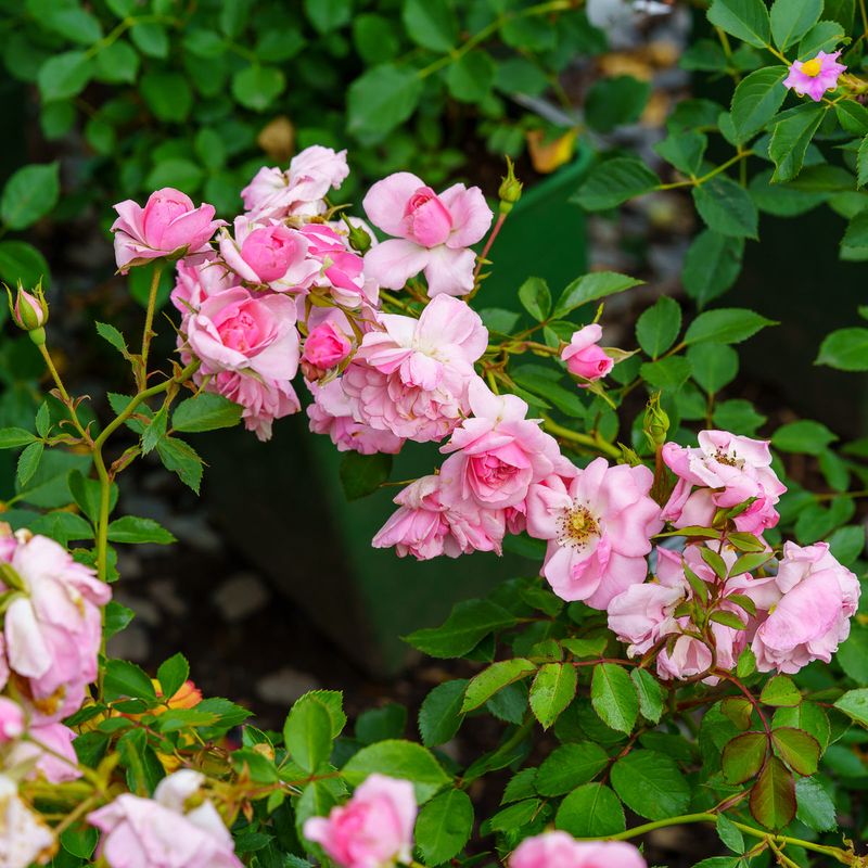 The 17 Toughest Roses That Will Survive Anything - Complete Gardening