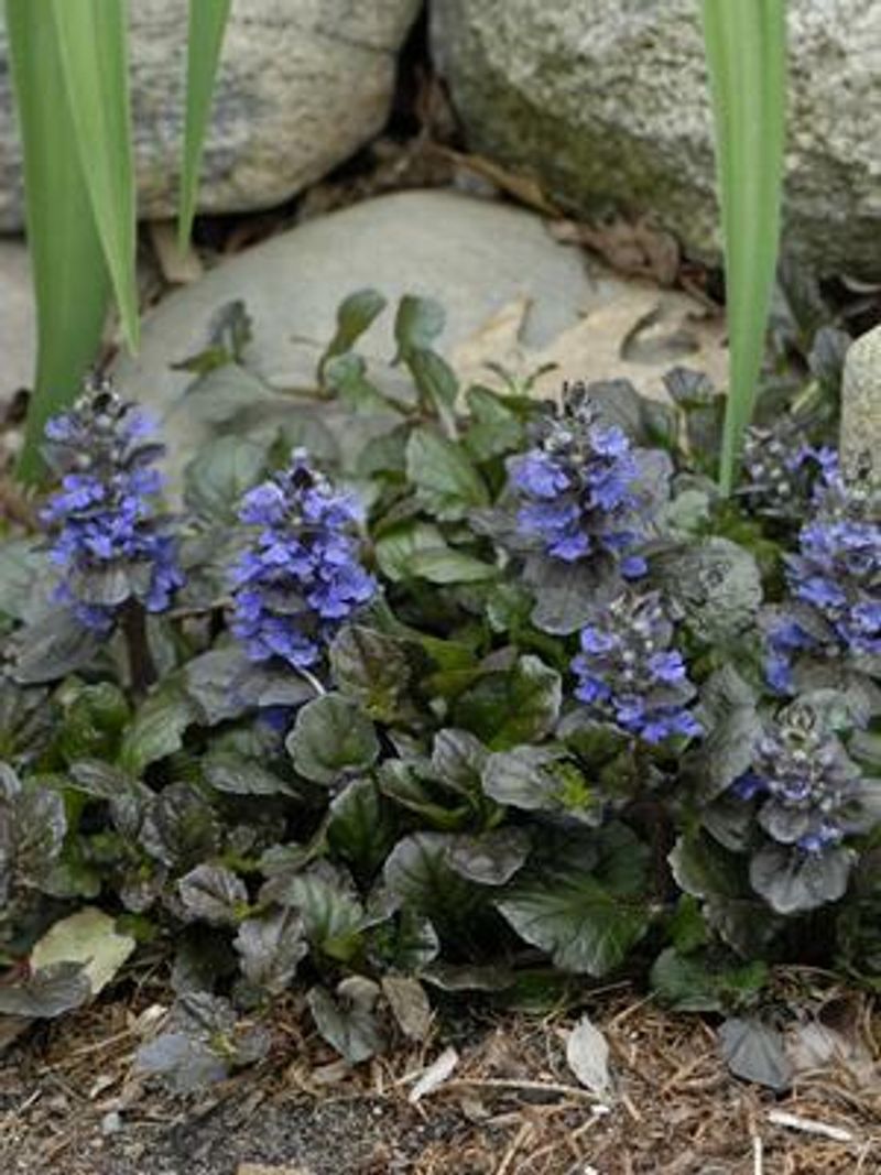 Ajuga Reptans 'Black Scallop'