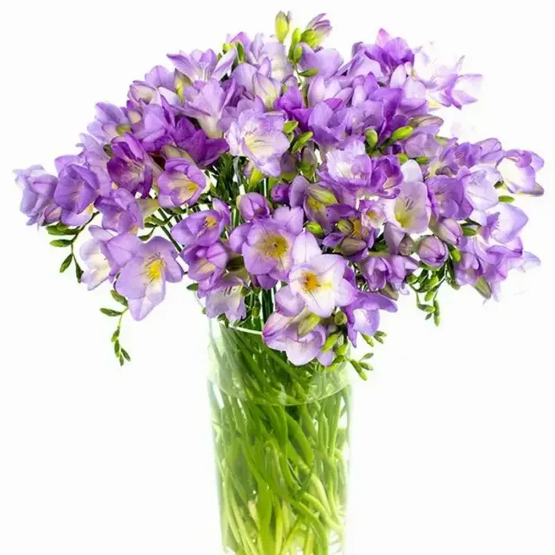 Freesia