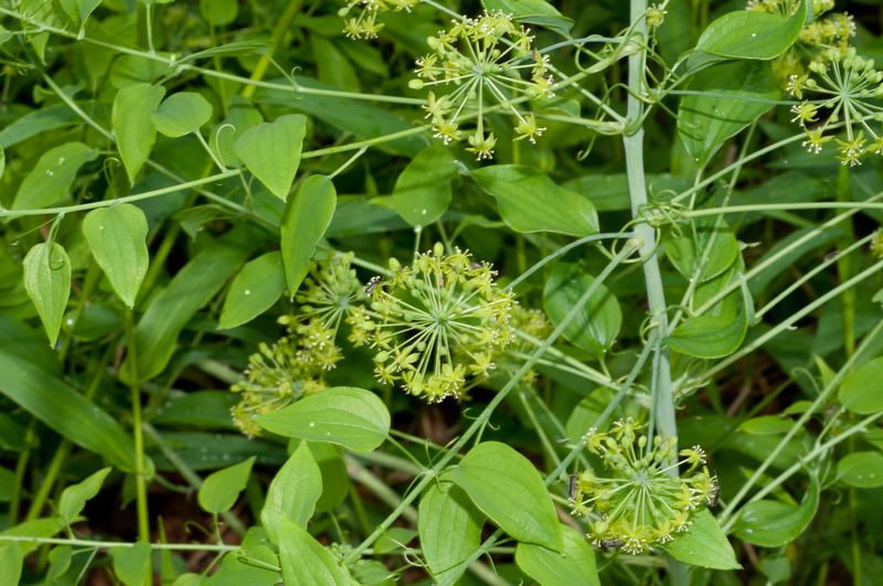 Carrion Flower (Smilax herbacea)
