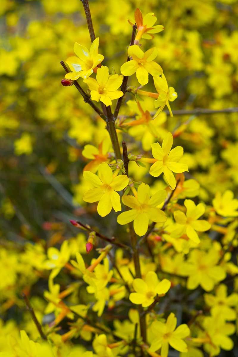 Winter Jasmine (Jasminum nudiflorum)