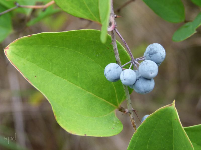 Greenbrier (Smilax rotundifolia)