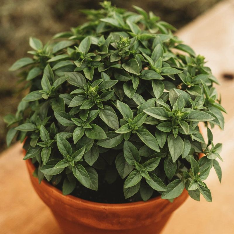 Basil 'Spicy Globe'