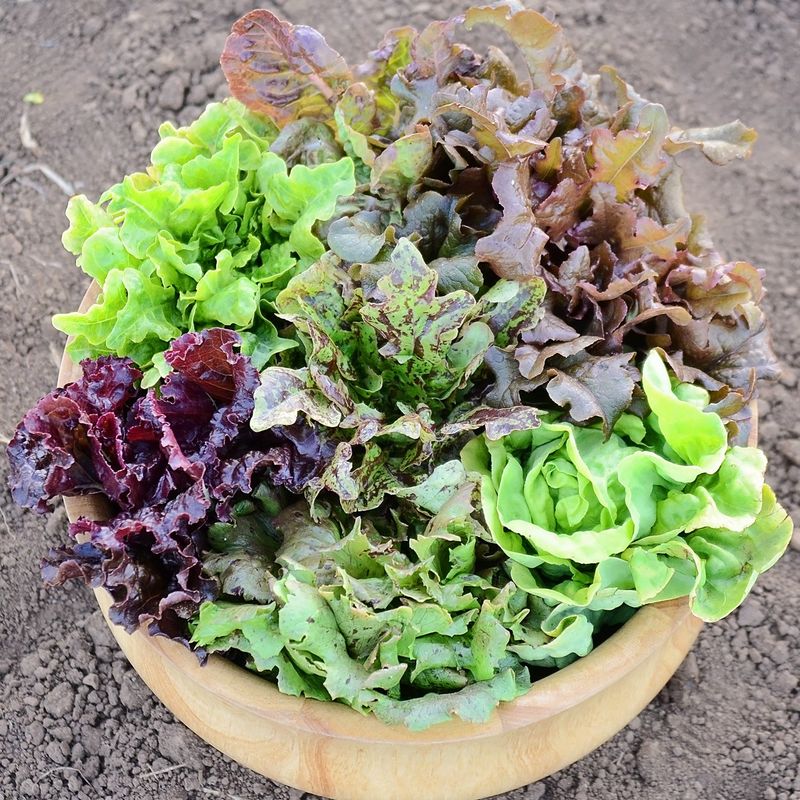 Lettuce Mix