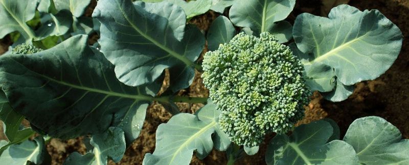 Broccoli (Fall Planting for Bigger Heads)