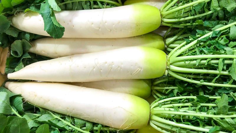 Daikon Radish