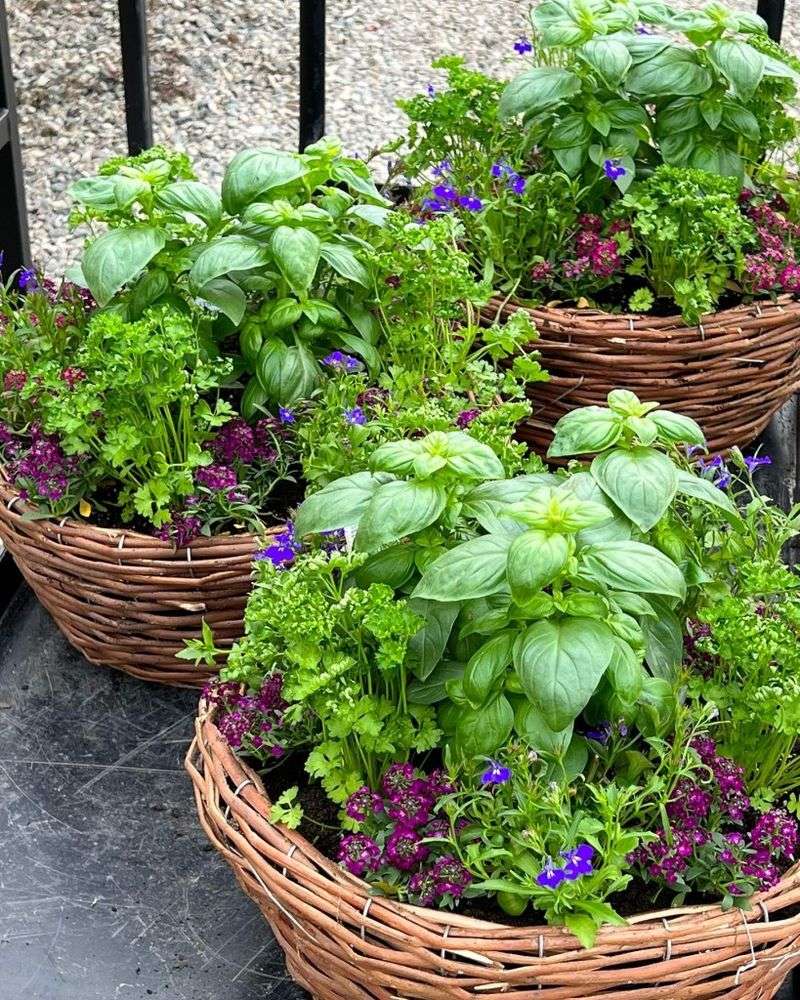 Herbs (Basil, Cilantro, Parsley) 🌿