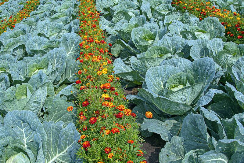 Marigolds and Cabbage