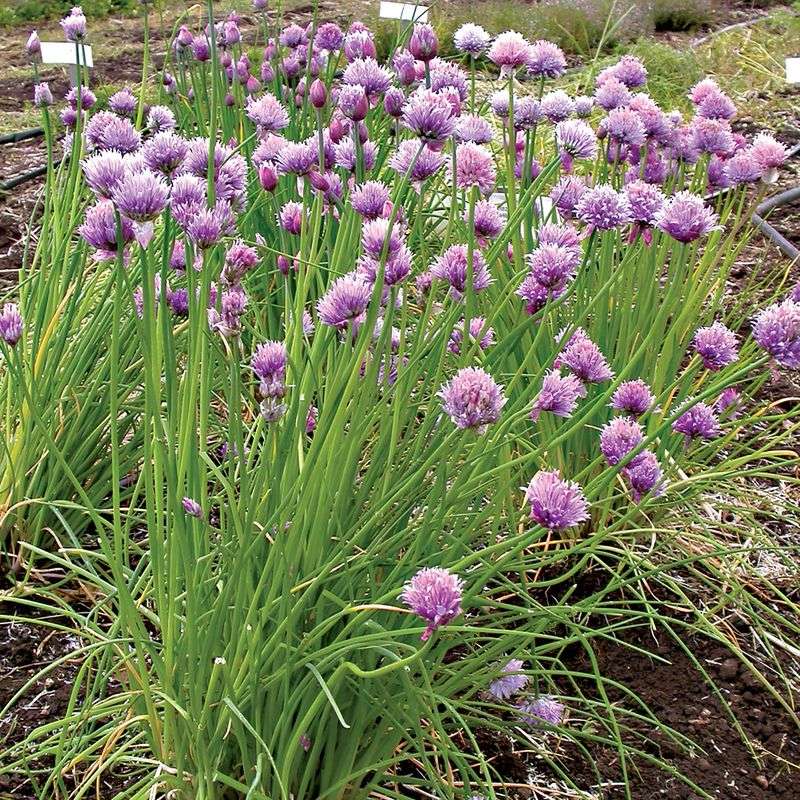 Chives