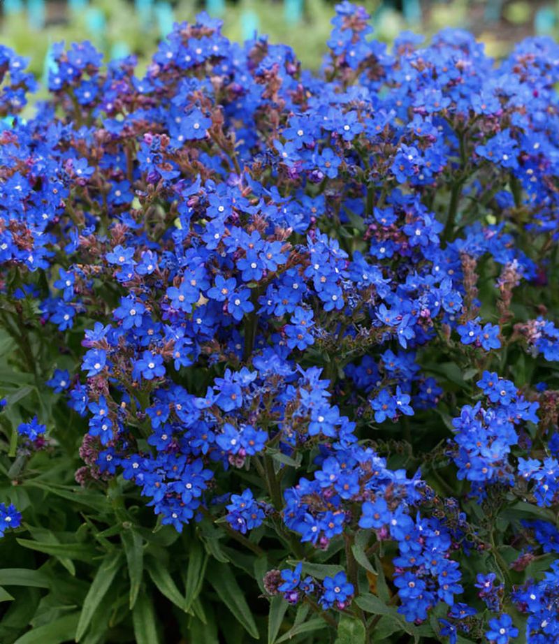 Anchusa