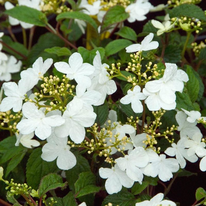 Viburnum Plicatum