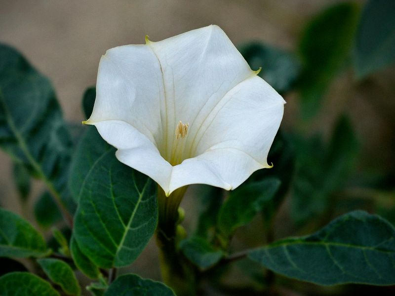 Datura