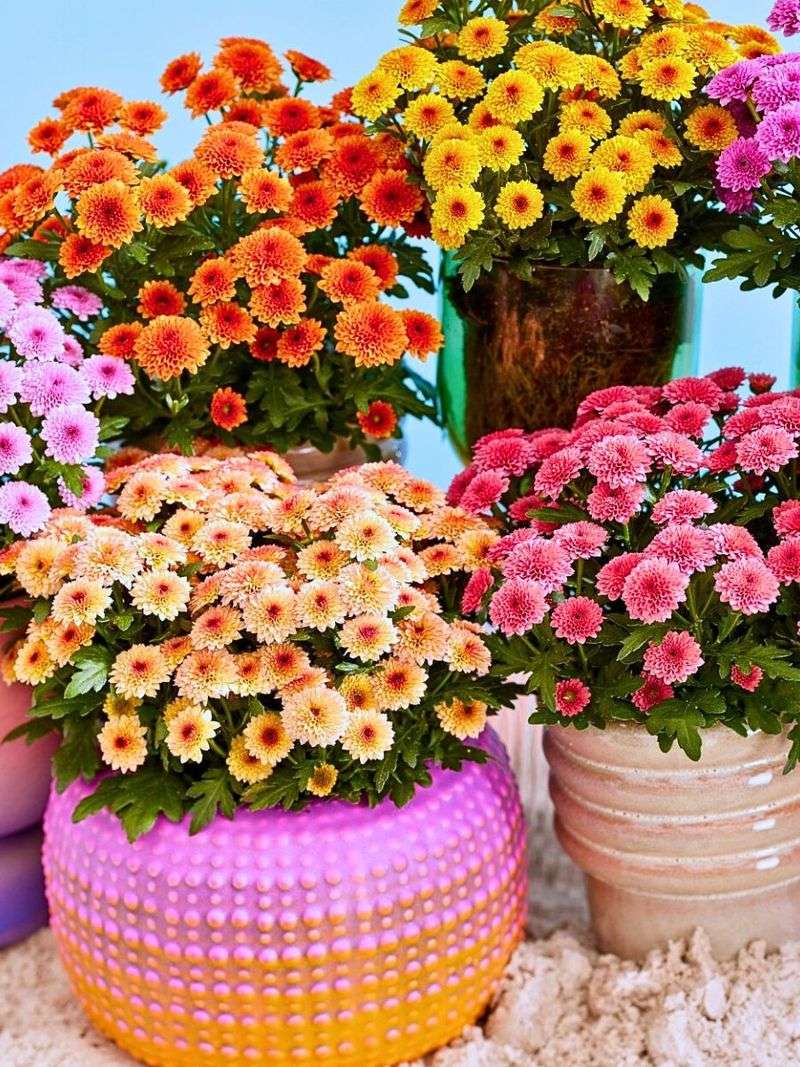 Chic Chrysanthemum Collection