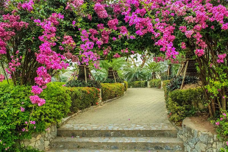 Bougainvillea