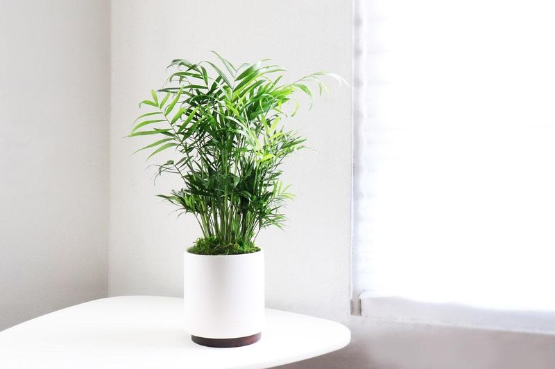 Parlor Palm (Chamaedorea elegans)