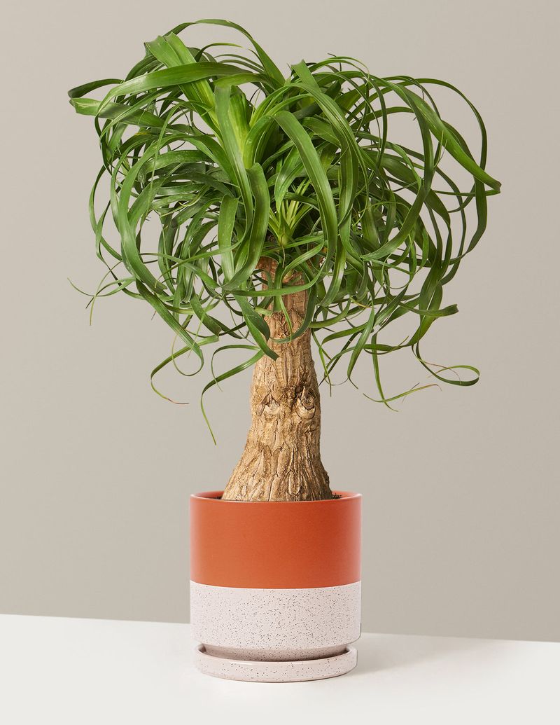 Ponytail Palm (Beaucarnea recurvata)