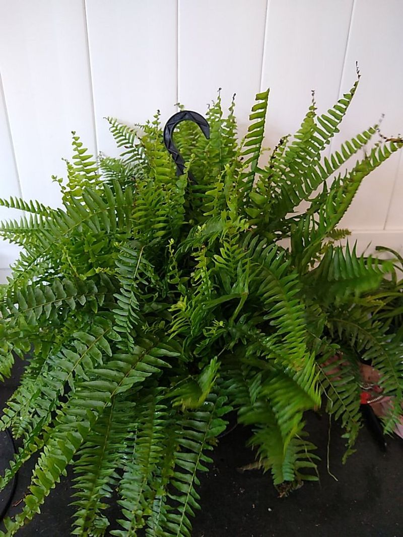 Boston Fern (Nephrolepis exaltata)