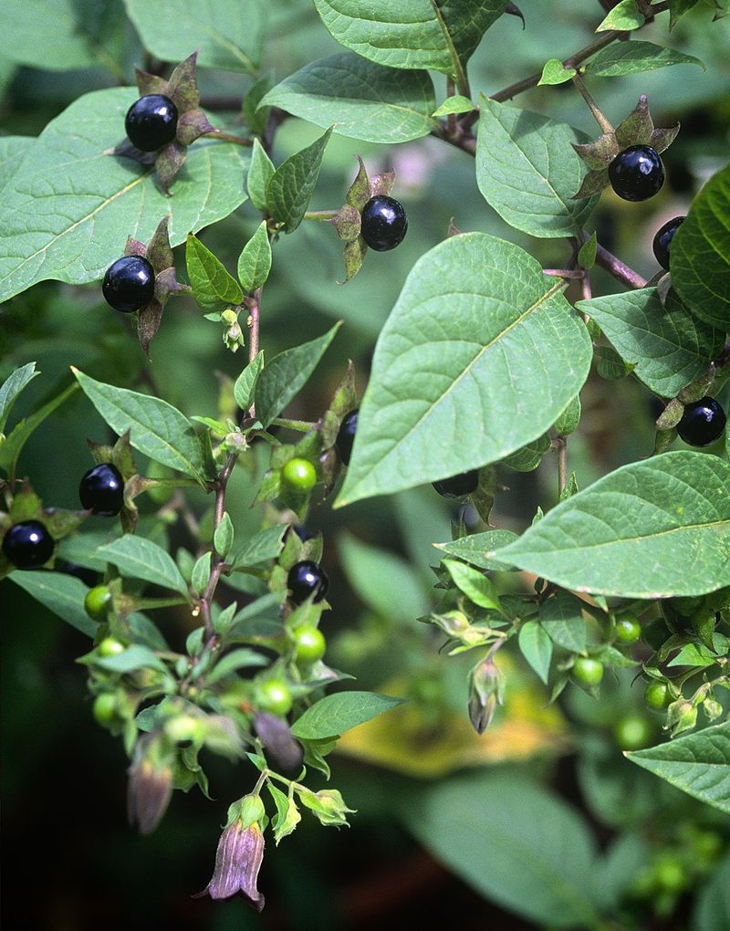 Deadly Nightshade (Atropa belladonna)