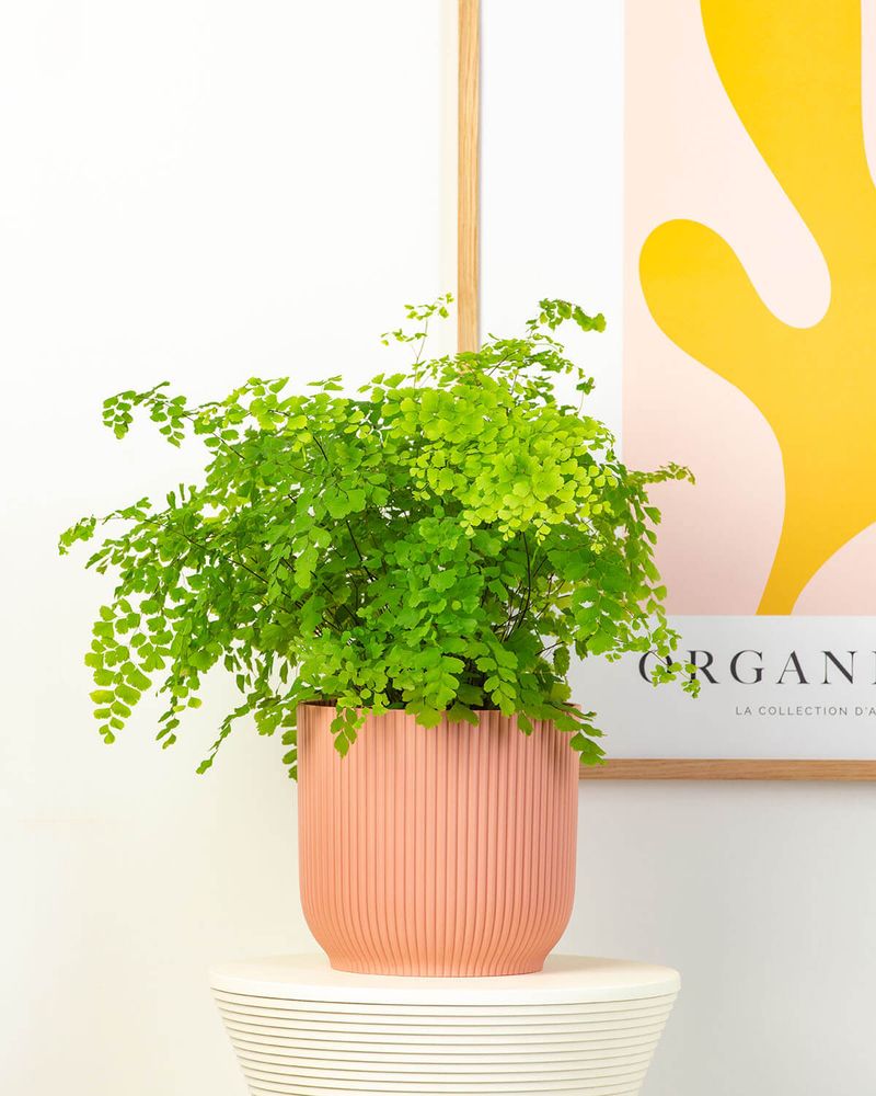 Maidenhair Fern