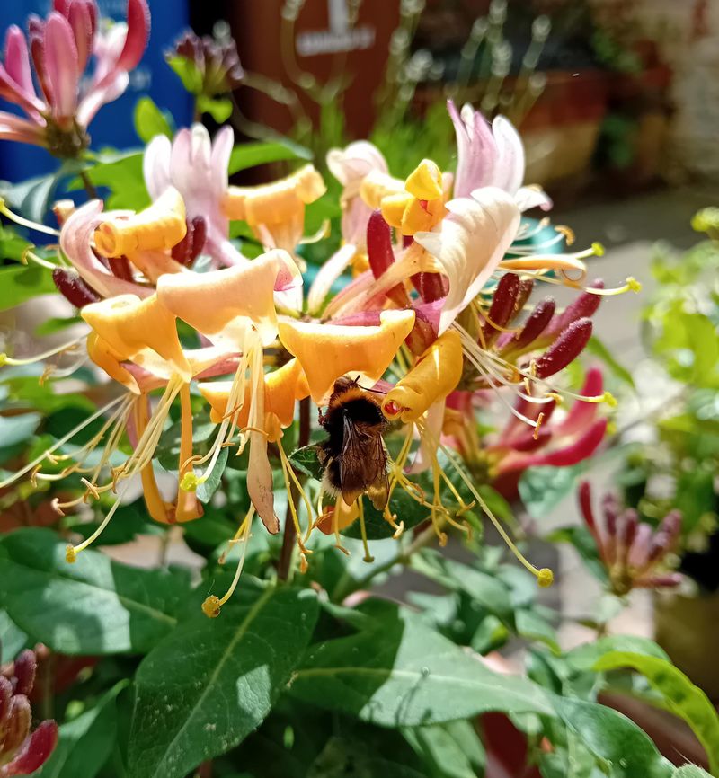 Honeysuckle