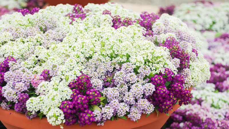 Sweet Alyssum
