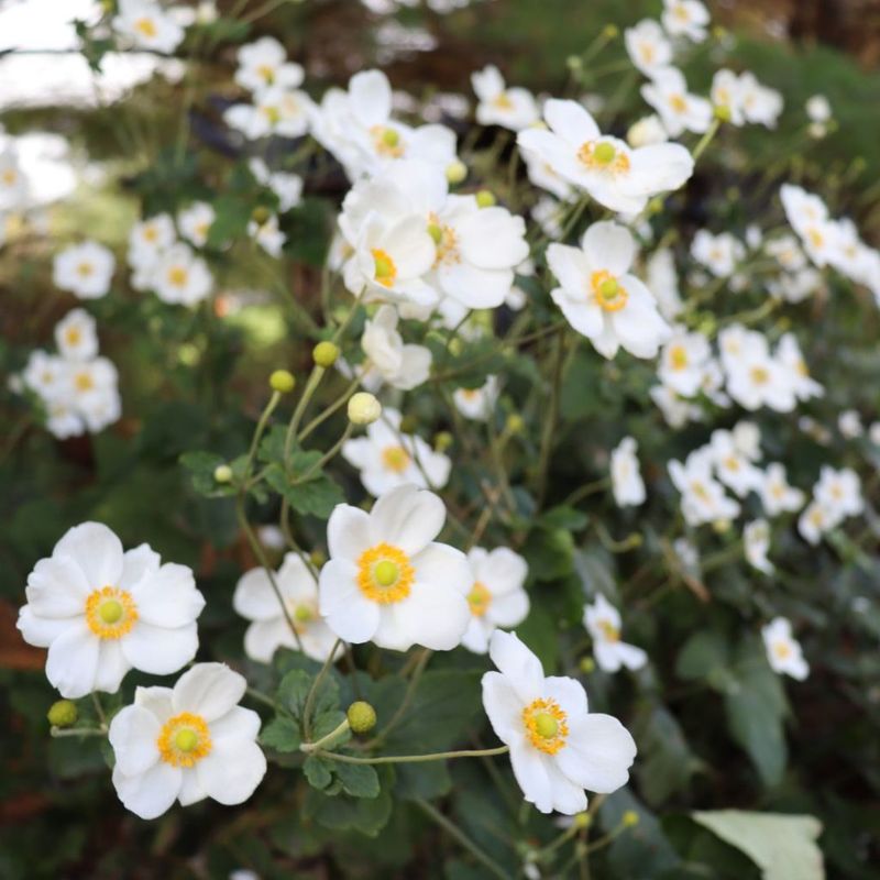 Japanese Anemone