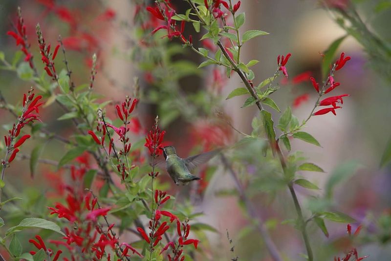 Pineapple Sage (Salvia elegans)