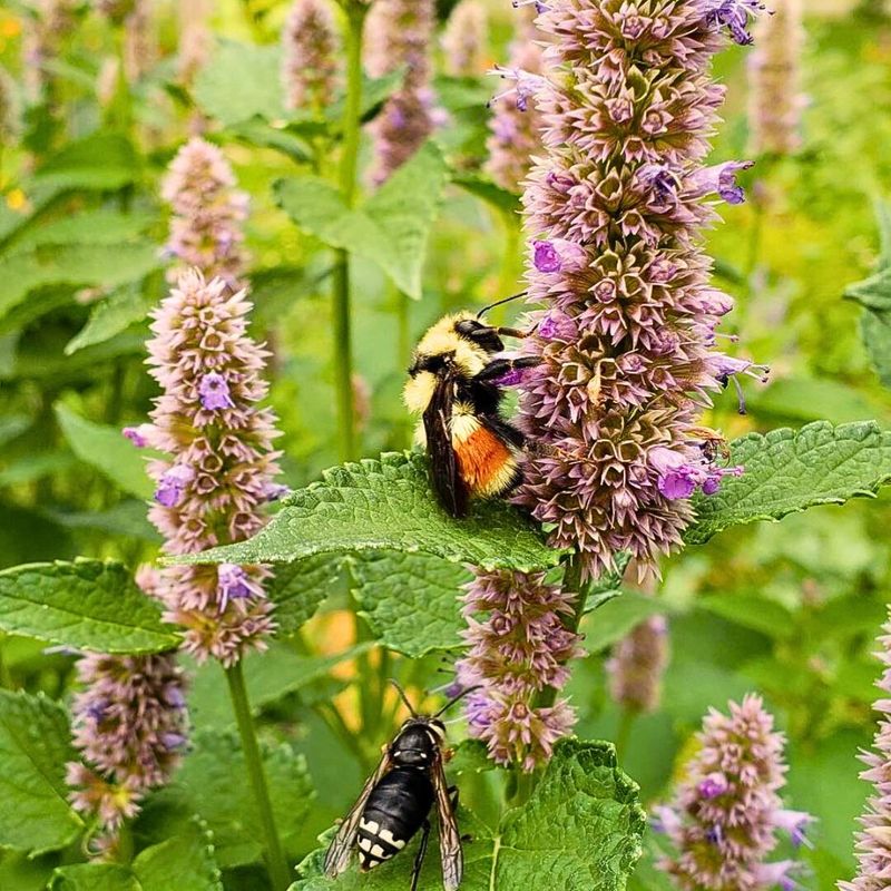 Anise Hyssop (Agastache foeniculum)