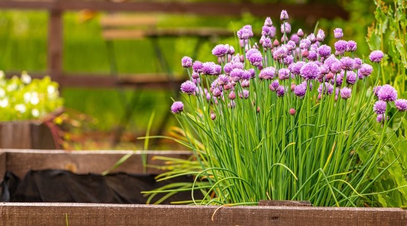 Chives