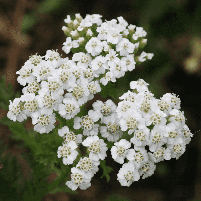 Yarrow