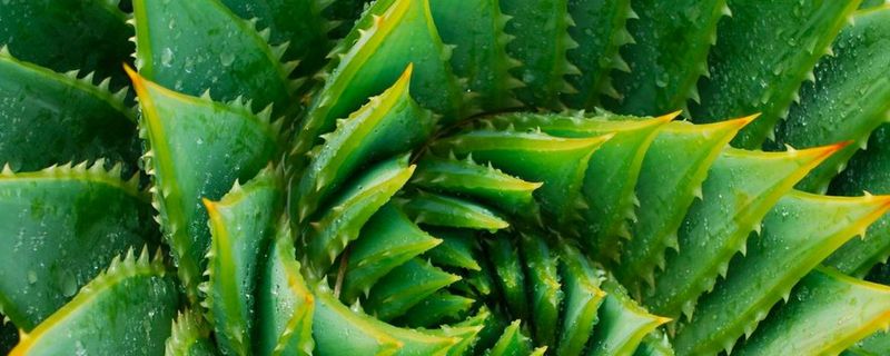 Aloe Vera
