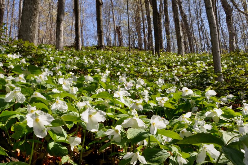 Trillium's Triumph